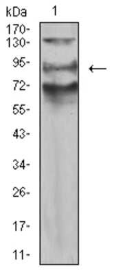 Western Blot: AFAP1L2 Antibody (2H6D1)BSA Free [NBP2-61836]