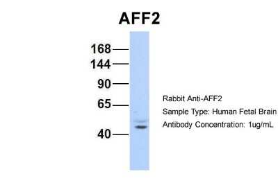 AFF2 Antibodies