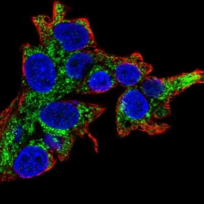 Immunocytochemistry/ Immunofluorescence: AFMID Antibody [NBP1-94068]