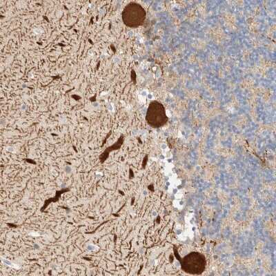 Immunohistochemistry-Paraffin: AFMID Antibody [NBP1-94068]