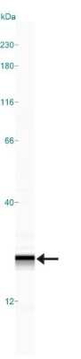 Simple Western: AG-2/AGR2 AntibodyAzide Free [NBP2-27392]