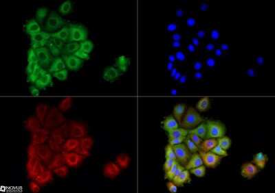 Immunocytochemistry/ Immunofluorescence: AG-2/AGR2 Antibody - BSA Free [NBP1-05936]