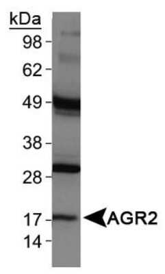 Western Blot: AG-2/AGR2 AntibodyBSA Free [NBP1-05936]