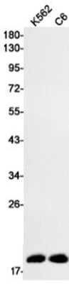 Western Blot: AG-2/AGR2 Antibody (S04-1H6) [NBP3-19534]