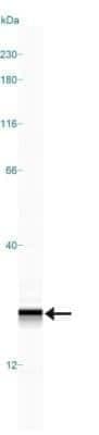 Simple Western: AG-2/AGR2 Antibody [NBP2-27393]