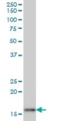 Western Blot: AG-2/AGR2 Antibody (1C3) [H00010551-M03]