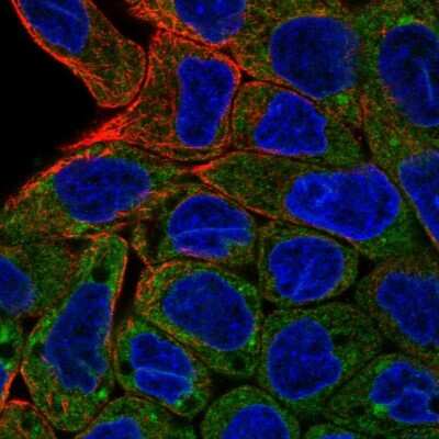 Immunocytochemistry/ Immunofluorescence: AG-2/AGR2 Antibody [NBP1-89212]