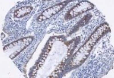 Immunohistochemistry-Paraffin: AG-2/AGR2 Antibody - BSA Free [NB110-17780]