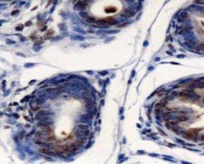 Immunohistochemistry-Paraffin: AG-2/AGR2 Antibody - BSA Free [NBP1-05933]