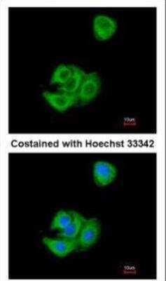 Immunocytochemistry/ Immunofluorescence: AG-3/AGR3 Antibody [NBP1-33008]