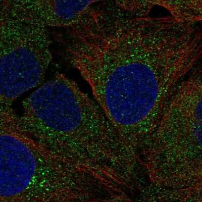 Immunocytochemistry/ Immunofluorescence: AG-3/AGR3 Antibody [NBP2-47555]