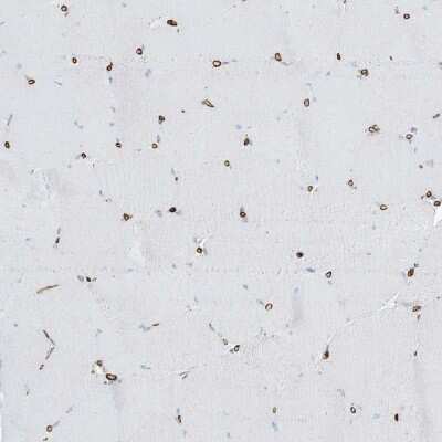 Immunohistochemistry-Paraffin: AGA Antibody [NBP1-88865]