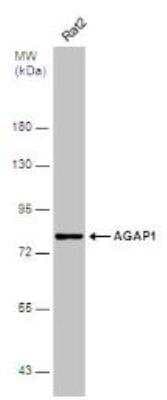 Western Blot: AGAP1 Antibody [NBP1-31261]