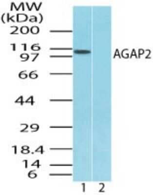 Western Blot: AGAP2 Antibody [NBP2-24554]