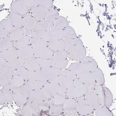 Immunohistochemistry-Paraffin: AGFG2 Antibody [NBP1-83213]
