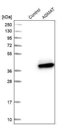 Western Blot: AGMAT Antibody [NBP1-82080]