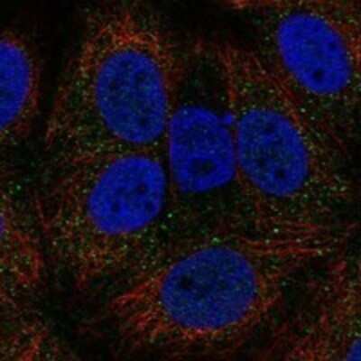 Immunocytochemistry/ Immunofluorescence: AGO1/EIF2C1 Antibody [NBP3-17209]