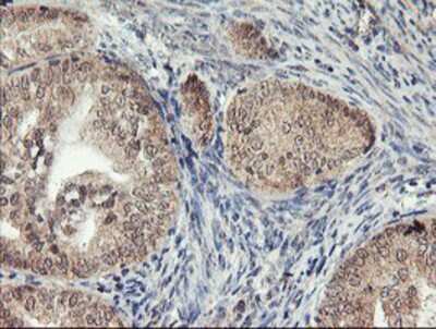 Immunohistochemistry-Paraffin: AGPAT5 Antibody (OTI2C4) [NBP2-01664]