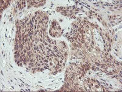 Immunohistochemistry-Paraffin: AGPAT5 Antibody (OTI2C4) [NBP2-01664]