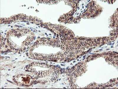 Immunohistochemistry-Paraffin: AGPAT5 Antibody (OTI2C4) [NBP2-01664]