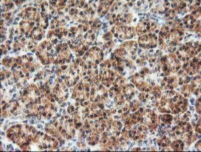 Immunohistochemistry-Paraffin: AGPAT5 Antibody (OTI2C4) [NBP2-01664]