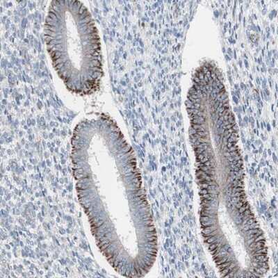 Immunohistochemistry-Paraffin: AGPAT5 Antibody [NBP1-83767]