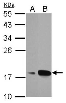 Western Blot: AG-3/AGR3 Antibody [NBP2-15307]