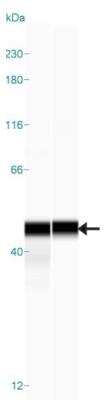 Simple Western: AGXT Antibody [NBP1-89200]