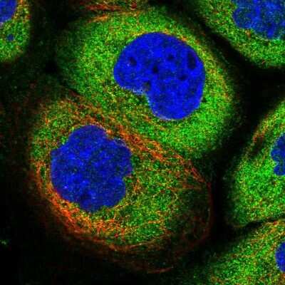 Immunocytochemistry/ Immunofluorescence: AHCYL1 Antibody [NBP1-83093]
