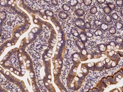 Immunohistochemistry-Paraffin: AHCYL1 Antibody [NBP2-98585]