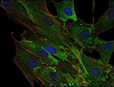 Immunocytochemistry/ Immunofluorescence: AHNAK Antibody (EM-09) [NBP2-62204]
