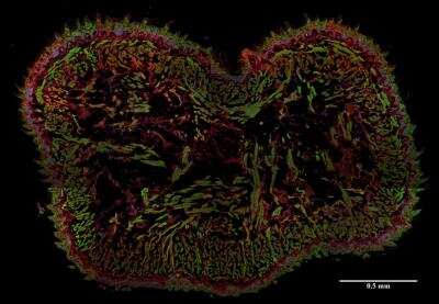 Immunohistochemistry-Frozen: AHNAK Antibody (EM-09) [NBP2-62204]
