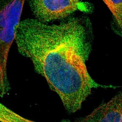 Immunocytochemistry/ Immunofluorescence: AHNAK2 Antibody [NBP1-88429]