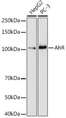 Western Blot: AHR Antibody (1B10E5) [NBP3-16312]