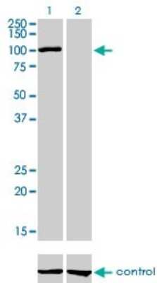 Western Blot: AHR Antibody (3B12) [H00000196-M02]