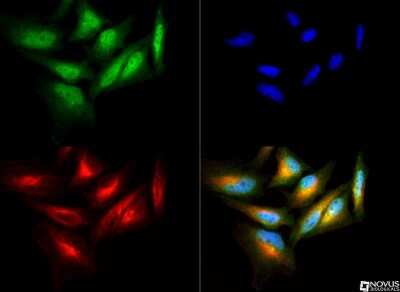 Immunocytochemistry/ Immunofluorescence: AHR Antibody - BSA Free [NB100-2289]