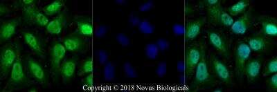Immunocytochemistry/ Immunofluorescence: AHR Antibody - BSA Free [NB100-2289]