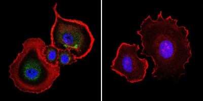Immunocytochemistry/ Immunofluorescence: AHR Antibody (RPT1) [NB300-530]