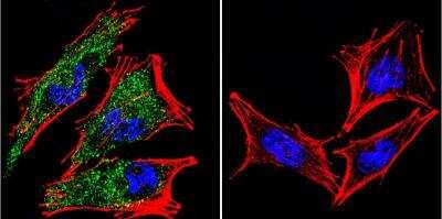 Immunocytochemistry/ Immunofluorescence: AHR Antibody (RPT9) - BSA Free [NB300-515]