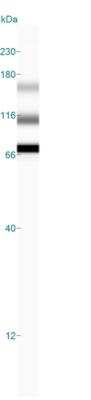 Simple Western: AHR AntibodyBSA Free [NB100-2289]