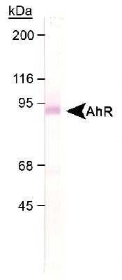 Western Blot: AHR AntibodyBSA Free [NB100-2289]
