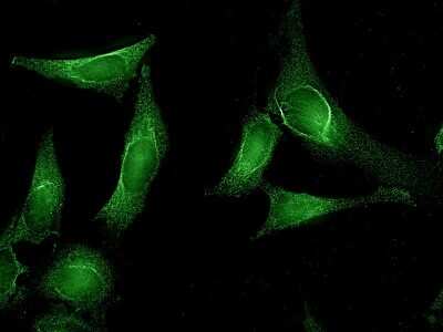 Immunocytochemistry/ Immunofluorescence: AHSA1 Antibody (25F2.D10) - Azide and BSA Free [NBP2-12884]