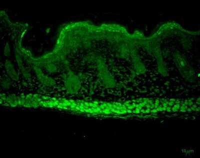 Immunohistochemistry: AHSA1 Antibody (25F2.D10) - Azide and BSA Free [NBP2-12884]