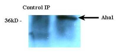 Immunoprecipitation: AHSA1 Antibody (25F2.D10) - Azide and BSA Free [NBP2-12884]