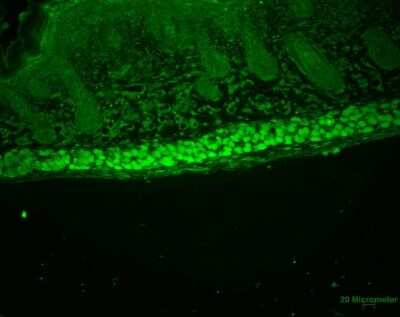 Immunohistochemistry: AHSA1 Antibody (25F2.D9) - Azide and BSA Free [NBP2-12883]