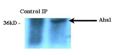 Immunoprecipitation: AHSA1 Antibody (25F2.D9) - Azide and BSA Free [NBP2-12883]