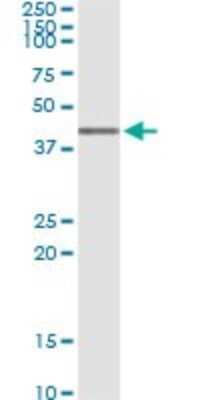 Immunoprecipitation: AHSA1 Antibody (4F3-B6) [H00010598-M02]