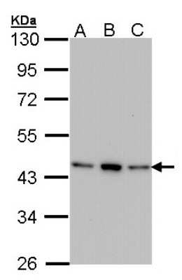 Western Blot: AHSA1 Antibody [NBP1-33298]