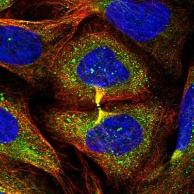 Immunocytochemistry/ Immunofluorescence: AHSA2 Antibody [NBP2-14275]