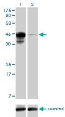 Western Blot: AIBZIP Antibody (3E3) [H00148327-M01]